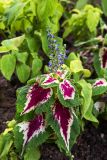 Coleus scutellarioides. Цветущее растение. Крым, пос. Партенит, парк \"Айвазовское\". 23.09.2018.