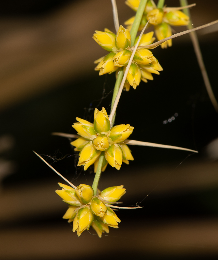 Image of Lomandra longifolia specimen.