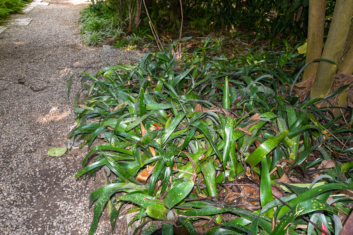 Image of Billbergia lietzei specimen.