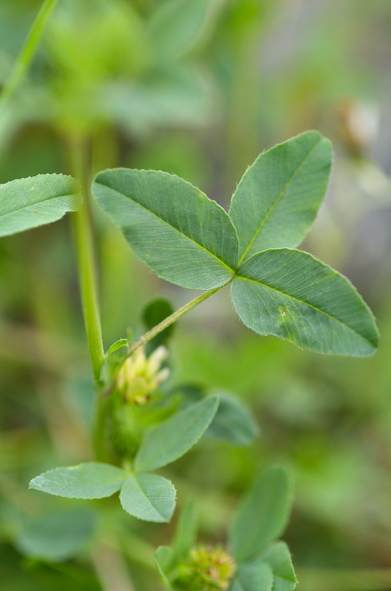 Изображение особи Trifolium rytidosemium.