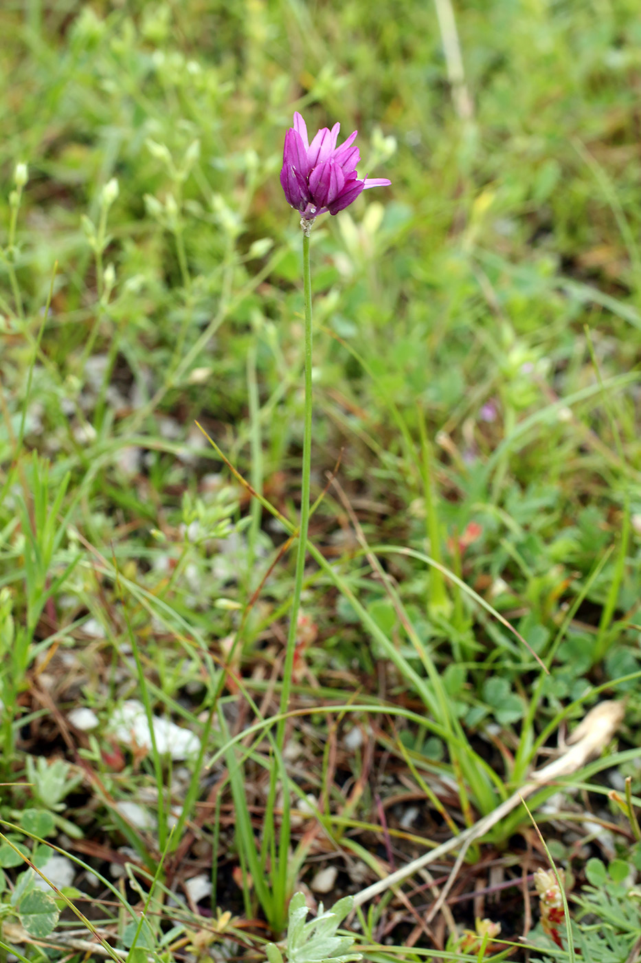 Изображение особи Allium griffithianum.