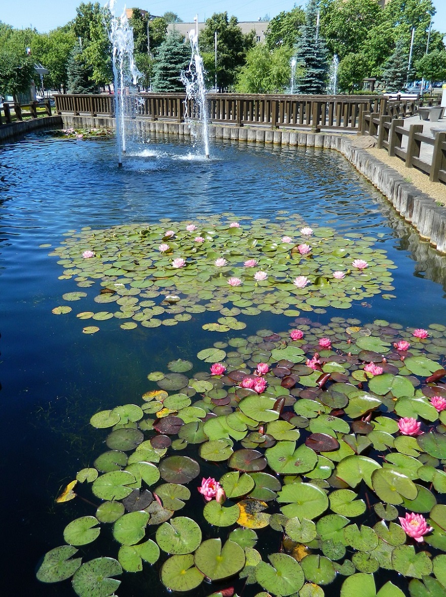 Изображение особи Nymphaea &times; marliacea.