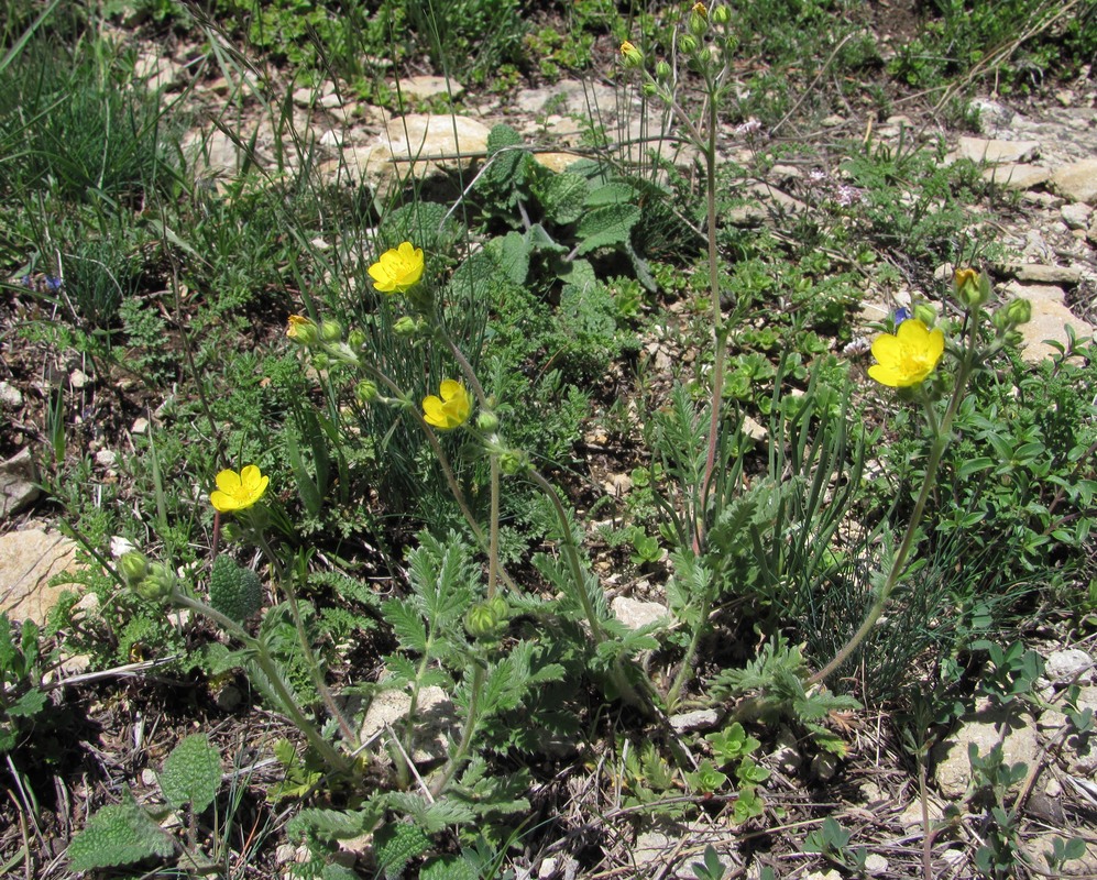 Image of Potentilla agrimonioides specimen.