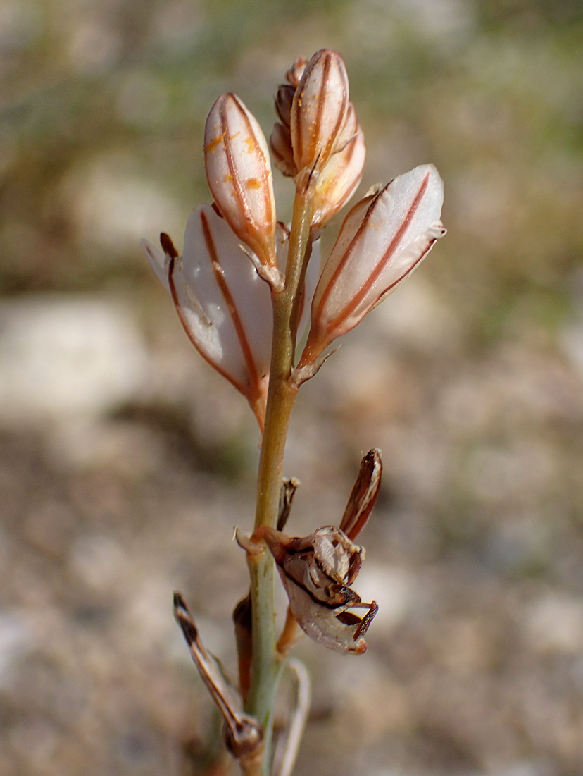 Image of Asphodelus fistulosus specimen.