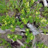 Honckenya peploides subspecies diffusa