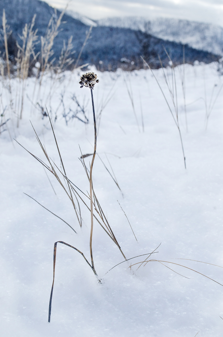 Image of genus Allium specimen.