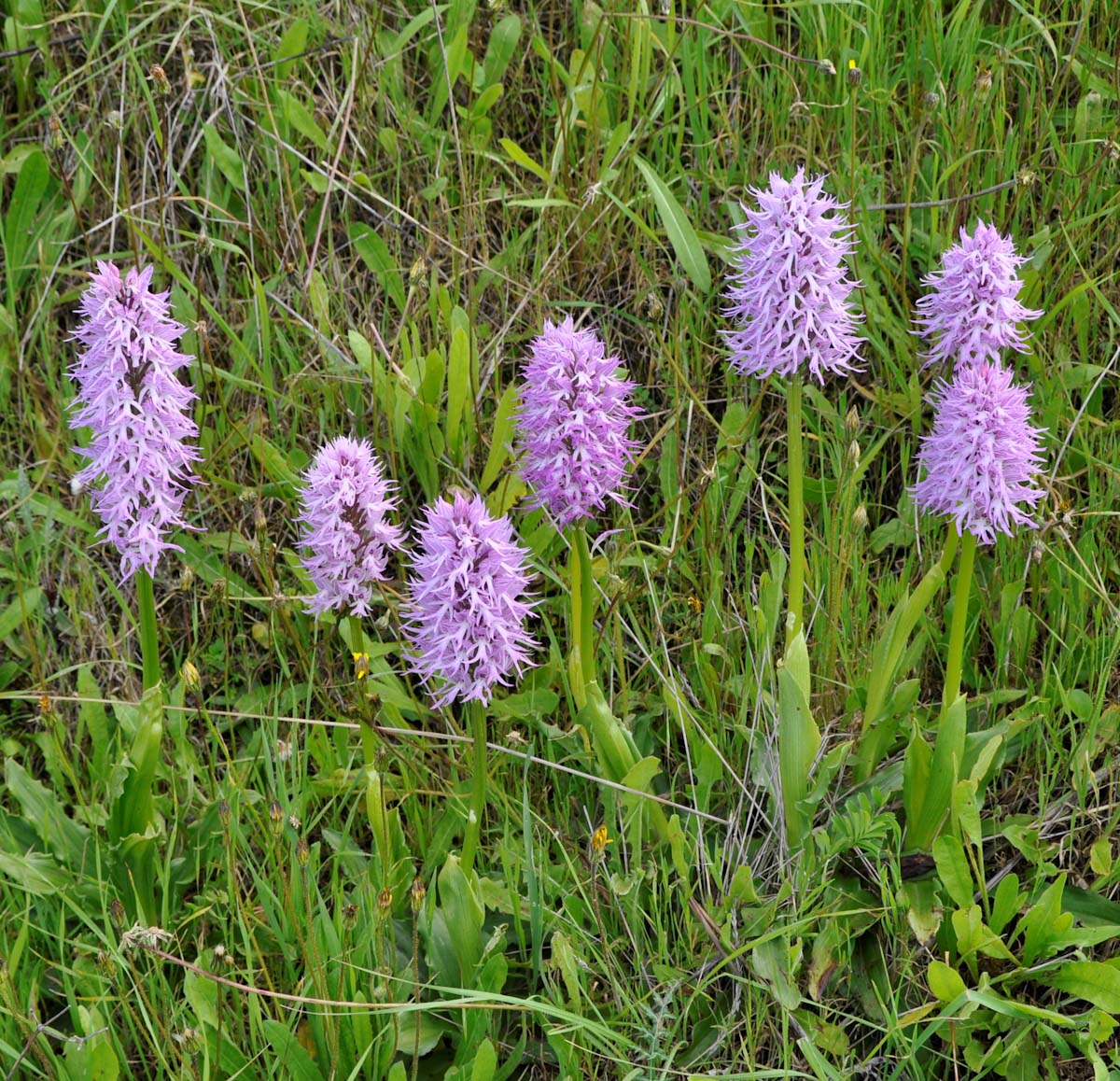 Image of Orchis italica specimen.