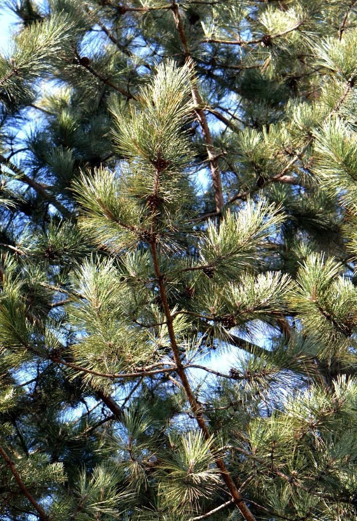 Изображение особи Pinus resinosa.