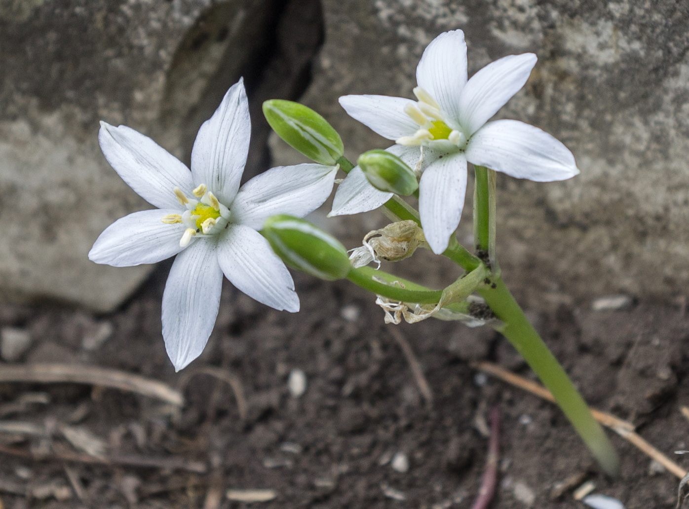 Image of Ornithogalum navaschinii specimen.