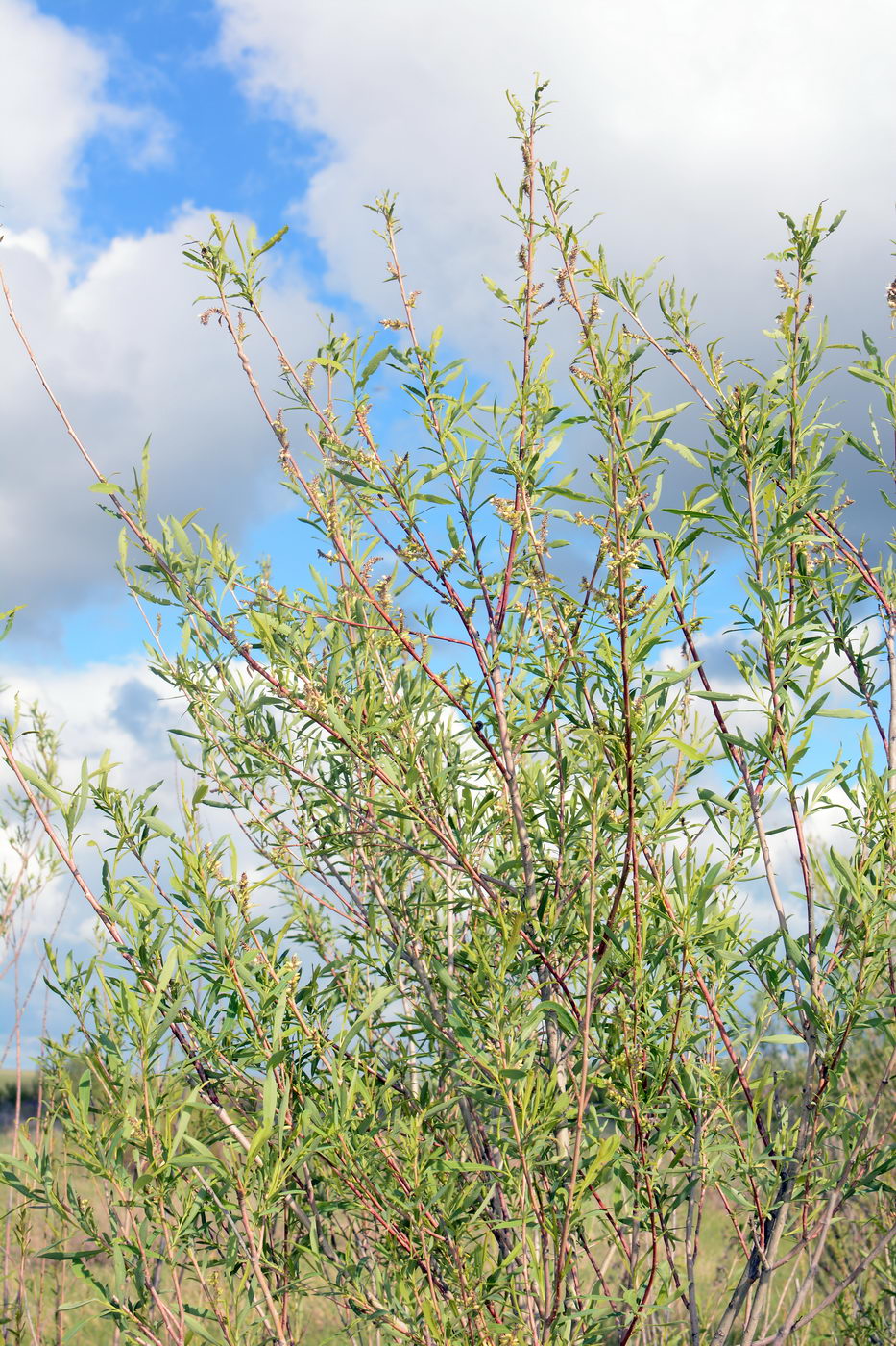 Image of Salix vinogradovii specimen.