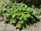 Viola odorata. Вегетирующее растение. Крым, Севастополь, во дворе между плит. 16.06.2020.