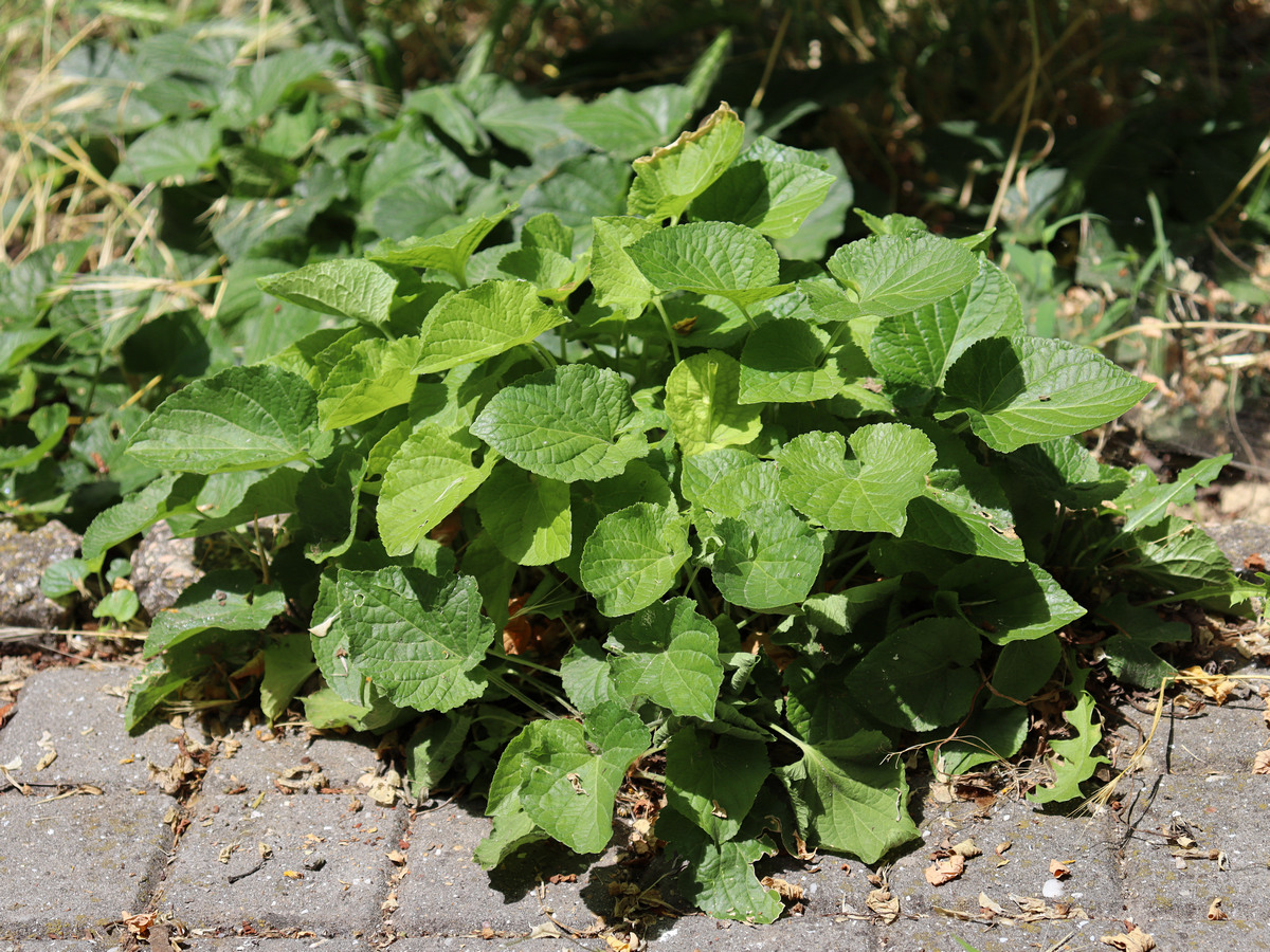 Изображение особи Viola odorata.