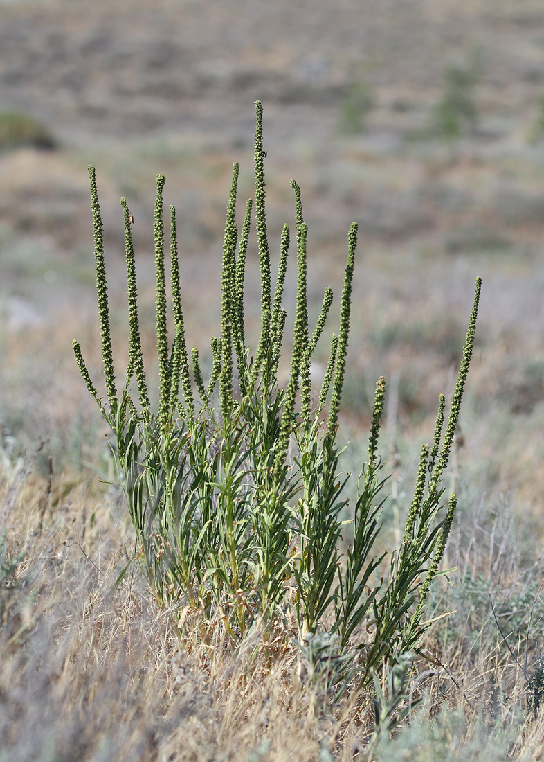 Изображение особи Reseda luteola.