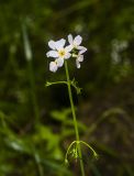 Hottonia palustris