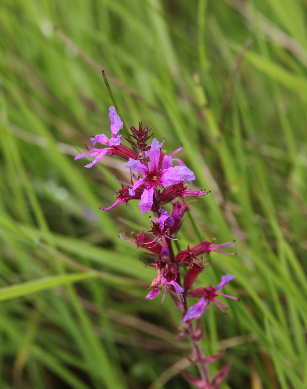 Изображение особи Lythrum salicaria.