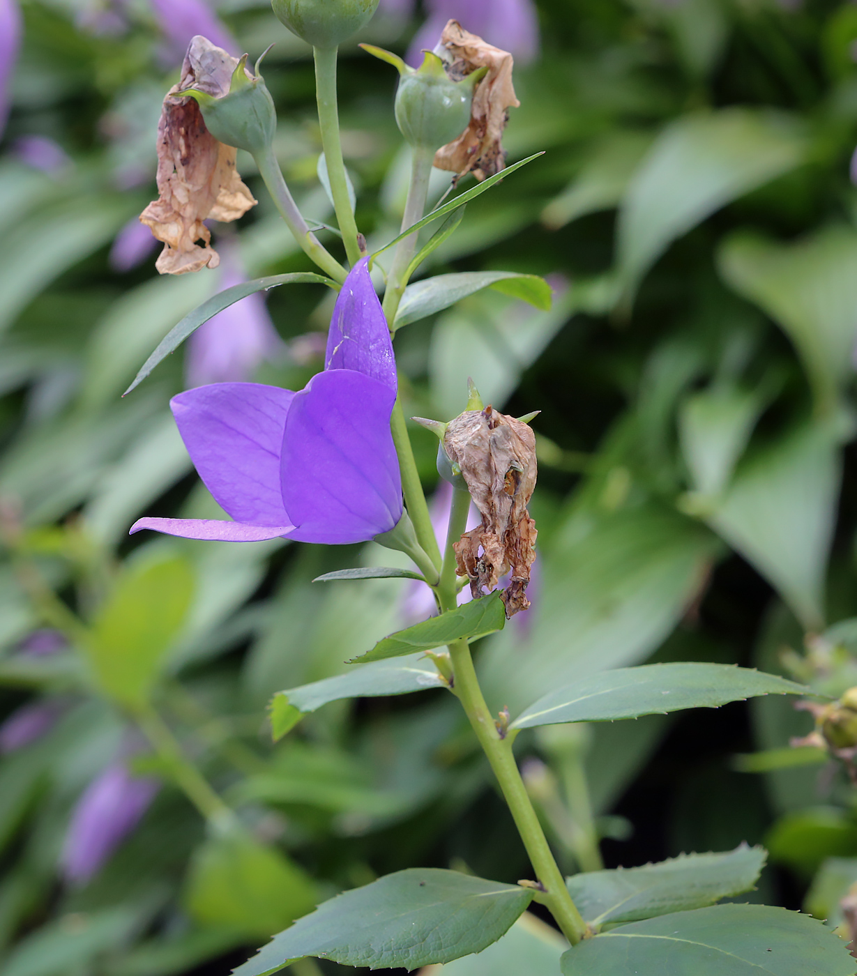 Изображение особи Platycodon grandiflorus.