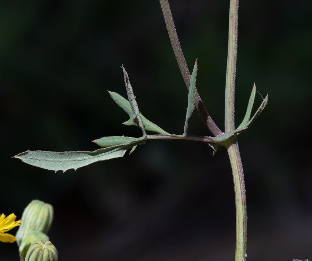 Image of Sonchus tenerrimus specimen.