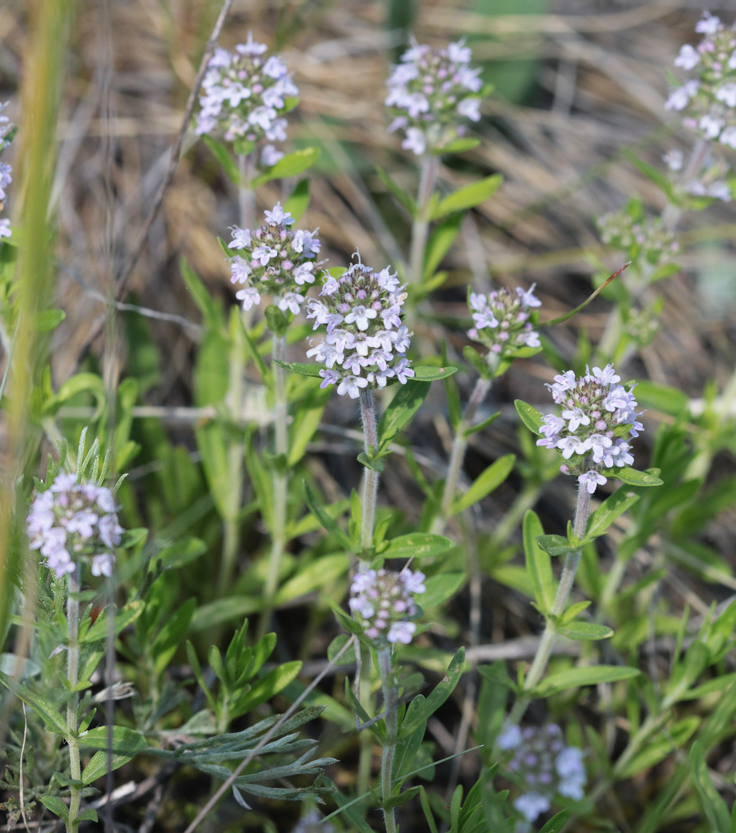 Изображение особи Thymus marschallianus.