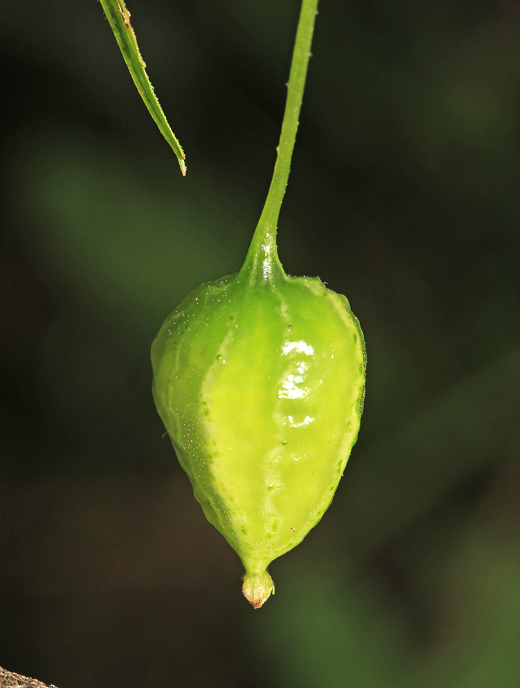 Изображение особи Schizopepon bryoniifolius.