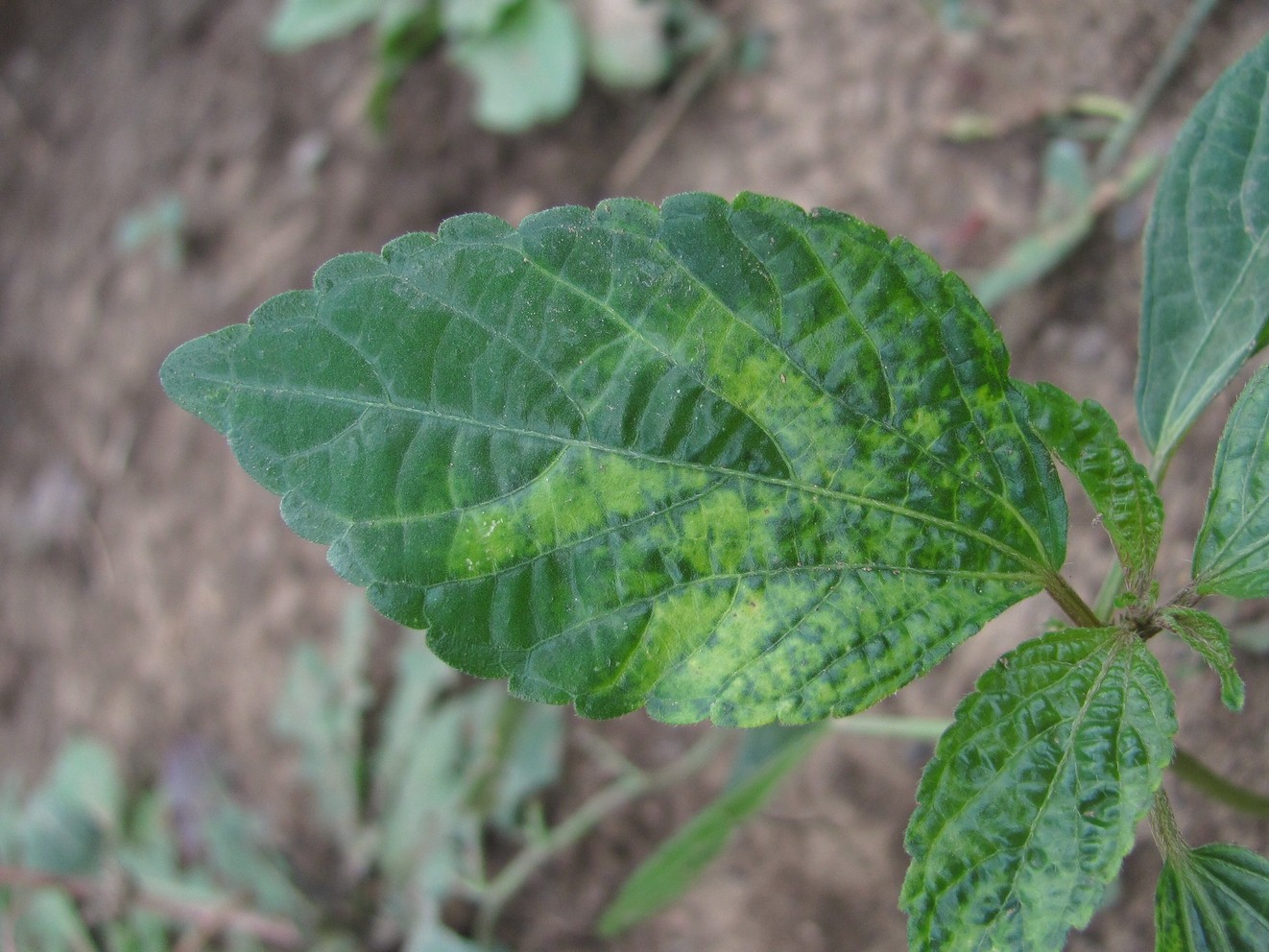 Image of Acalypha australis specimen.