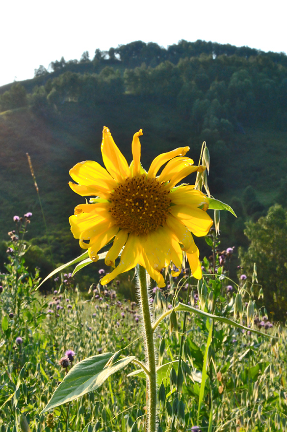 Image of Helianthus annuus specimen.