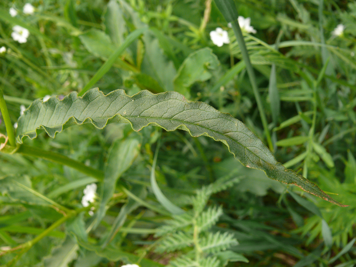 Изображение особи Aconogonon alpinum.