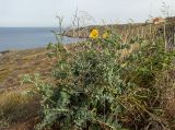 Glaucium flavum. Цветущее растение. Греция, Эгейское море, о. Сирос, окр. г. Эрмуполис (Ερμούπολη), пустошь рядом с автодорогой восточнее аэродрома. 27.04.2021.