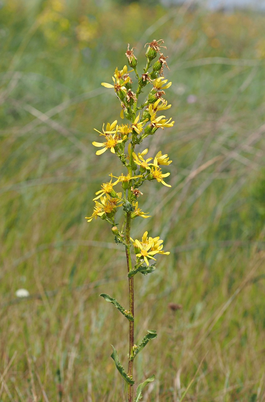 Image of Senecio paucifolius specimen.