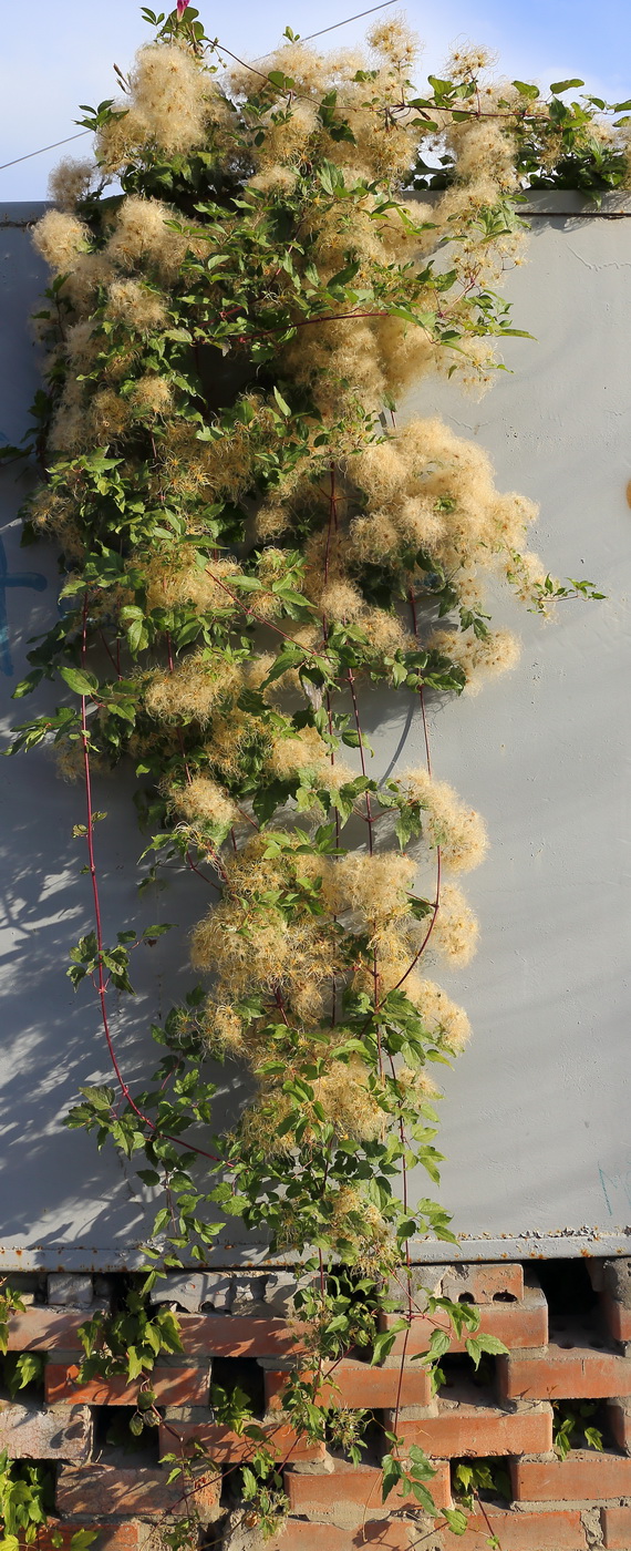 Image of Clematis vitalba specimen.