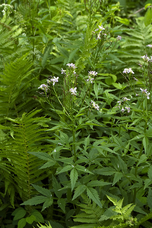 Изображение особи Cardamine macrophylla.