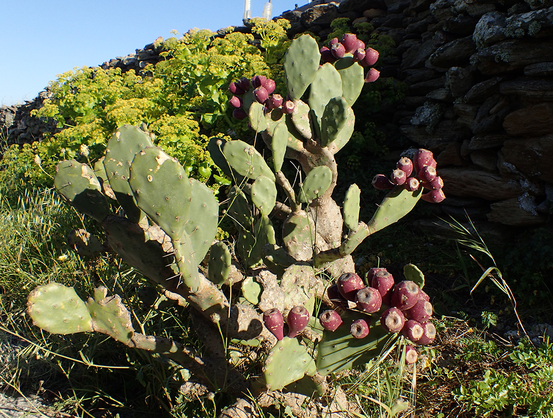 Изображение особи Opuntia stricta.