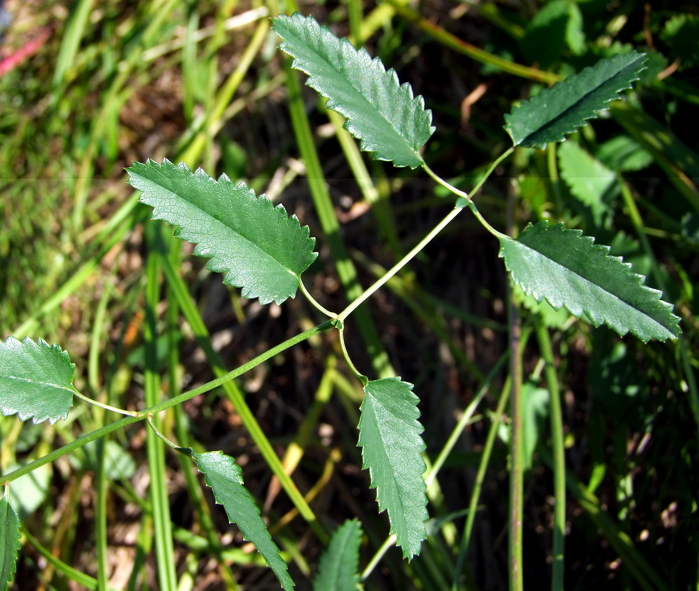 Image of Sanguisorba officinalis specimen.