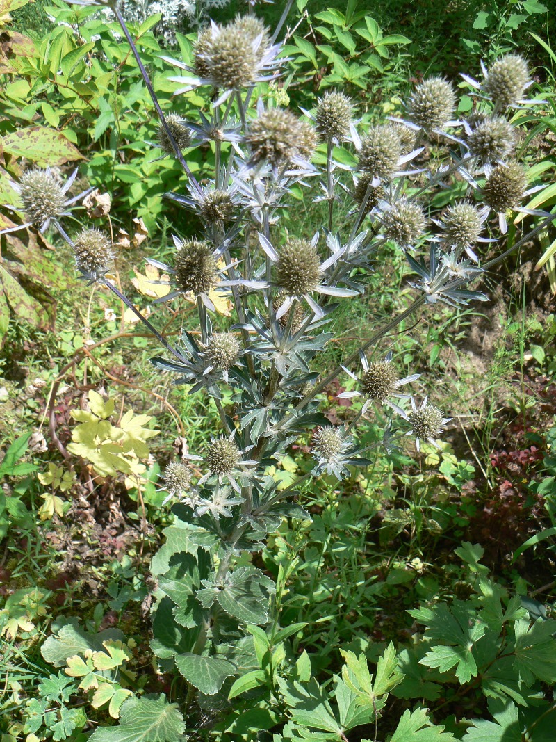 Изображение особи Eryngium planum.