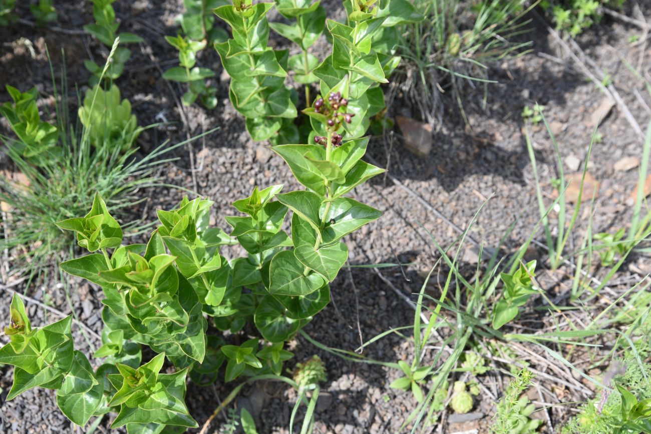 Image of Vincetoxicum funebre specimen.