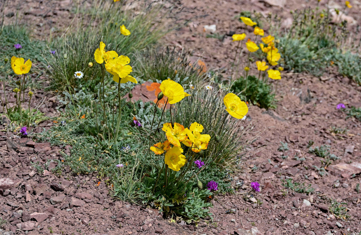 Image of Papaver croceum specimen.