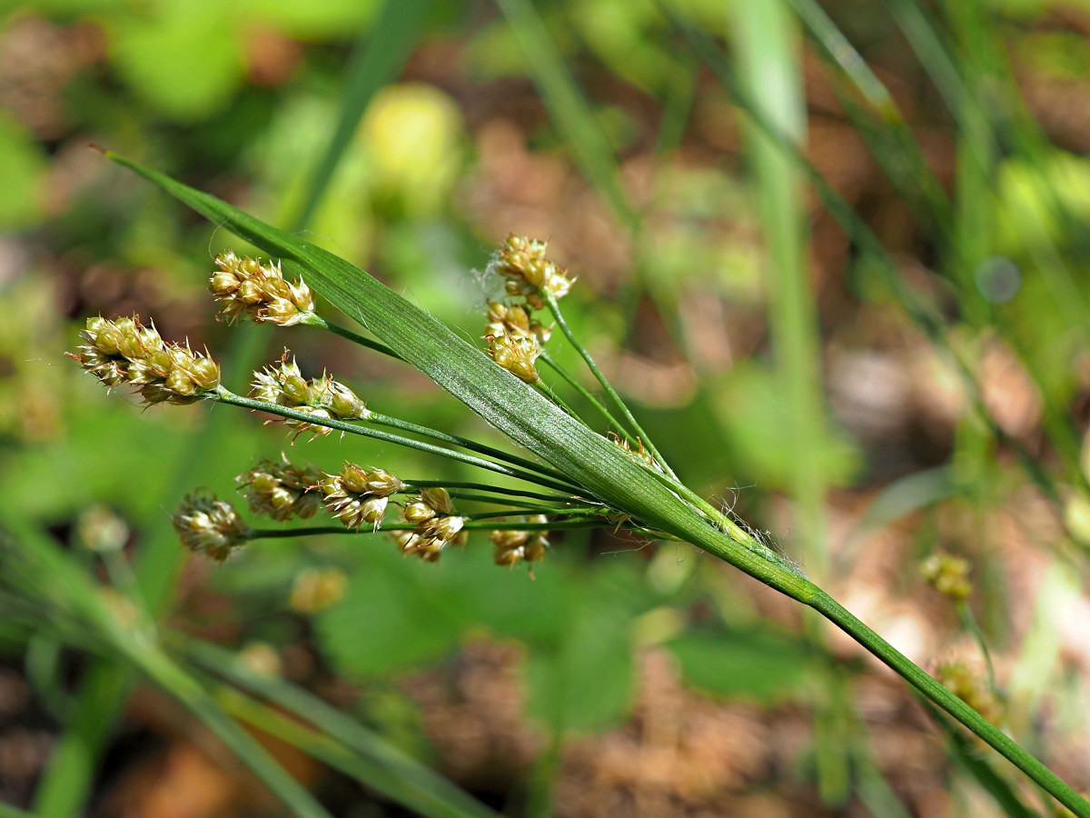 Image of Luzula pallescens specimen.