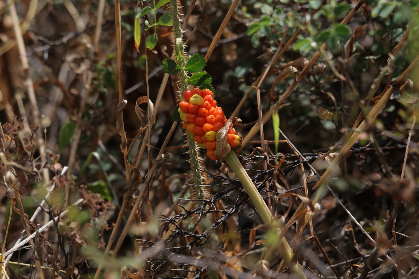 Изображение особи Arum korolkowii.