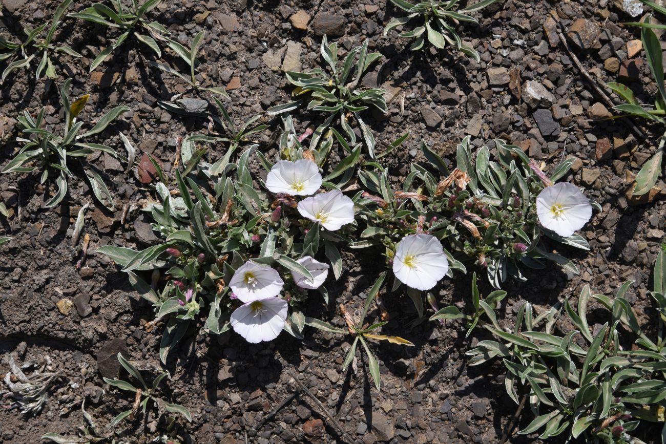 Image of Convolvulus lineatus specimen.