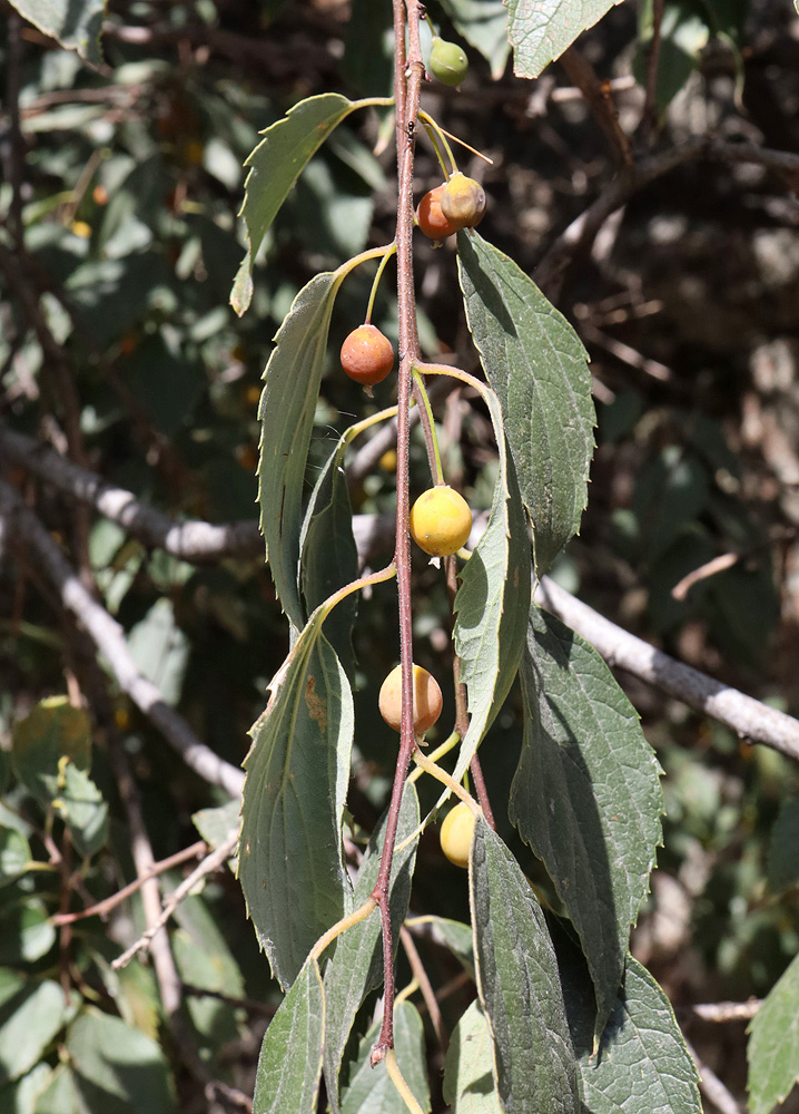 Изображение особи Celtis caucasica.