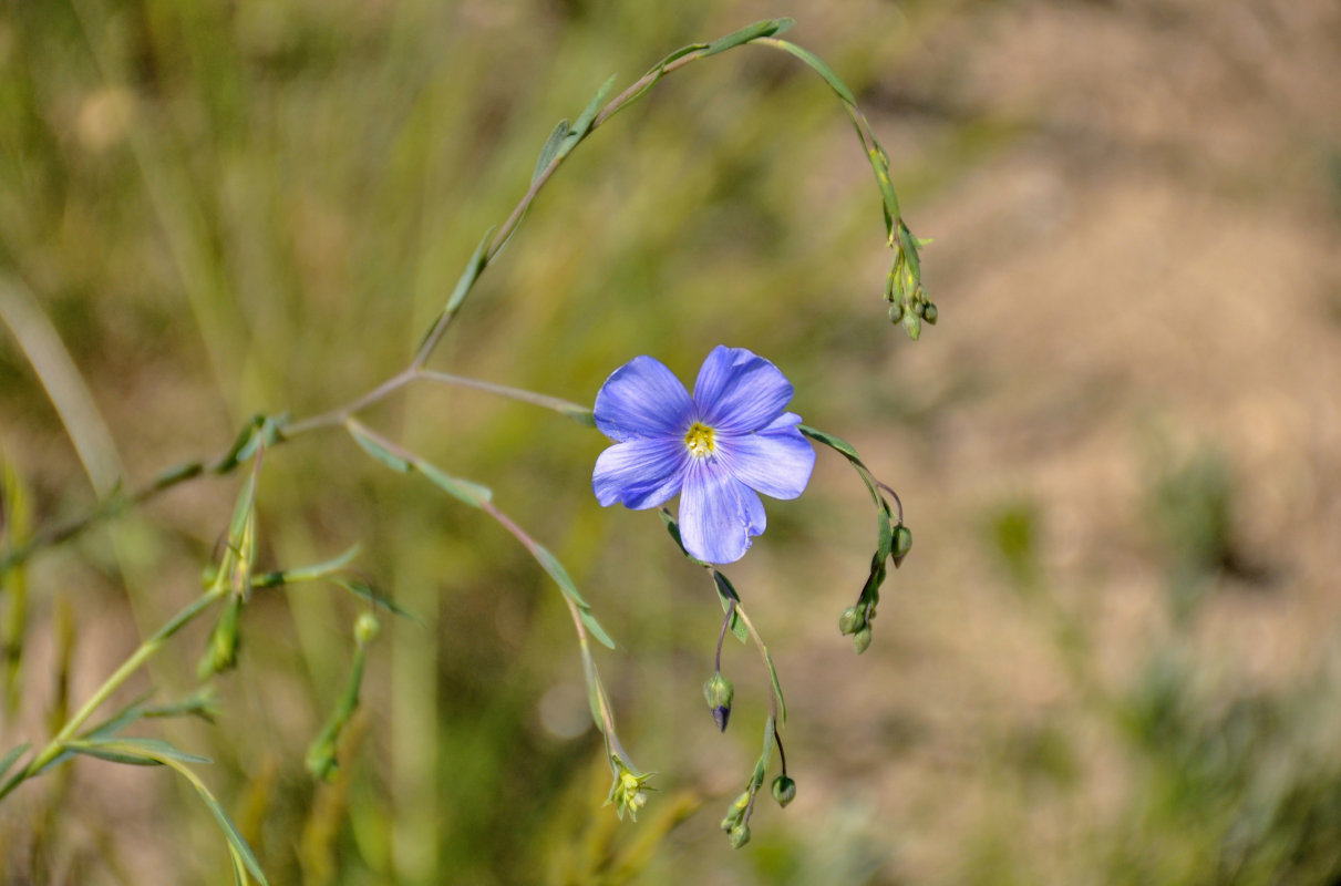 Image of Linum austriacum specimen.