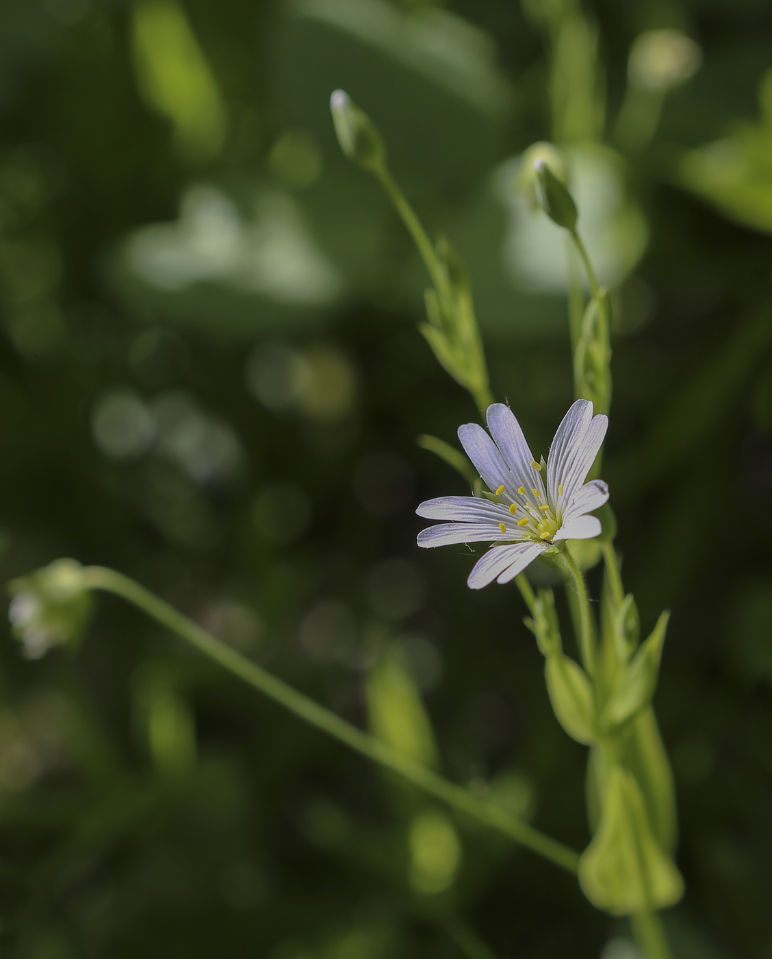 Изображение особи Stellaria holostea.