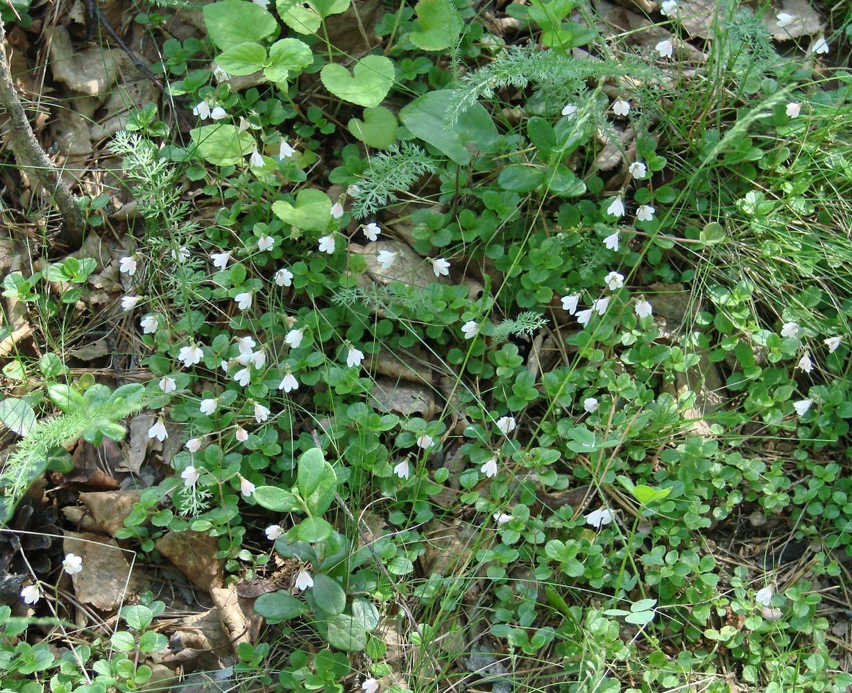 Image of Linnaea borealis specimen.