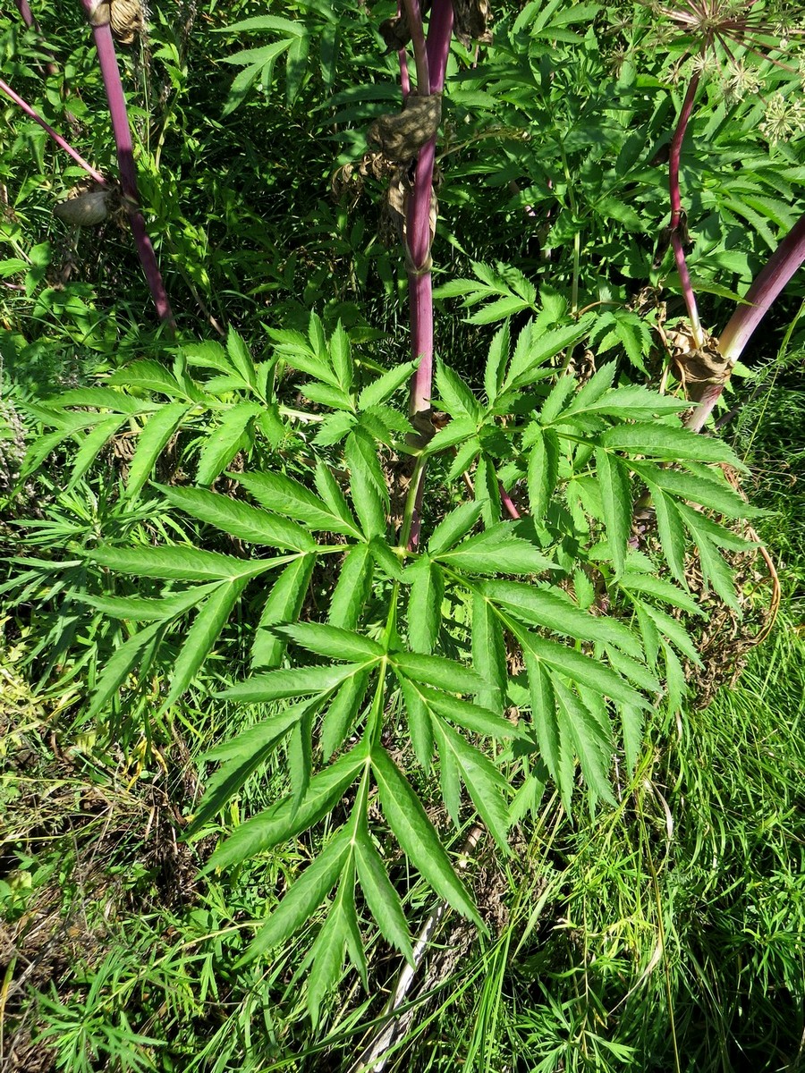 Image of Angelica dahurica specimen.