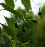 Cinnamomum camphora. Побеги с незрелыми плодами. Республика Абхазия, Гудаутский р-н, г. Новый Афон, парк. 23.09.2022.