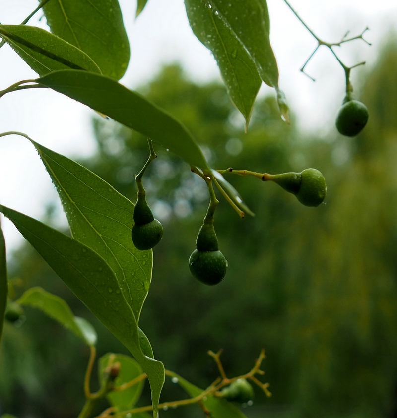 Изображение особи Cinnamomum camphora.