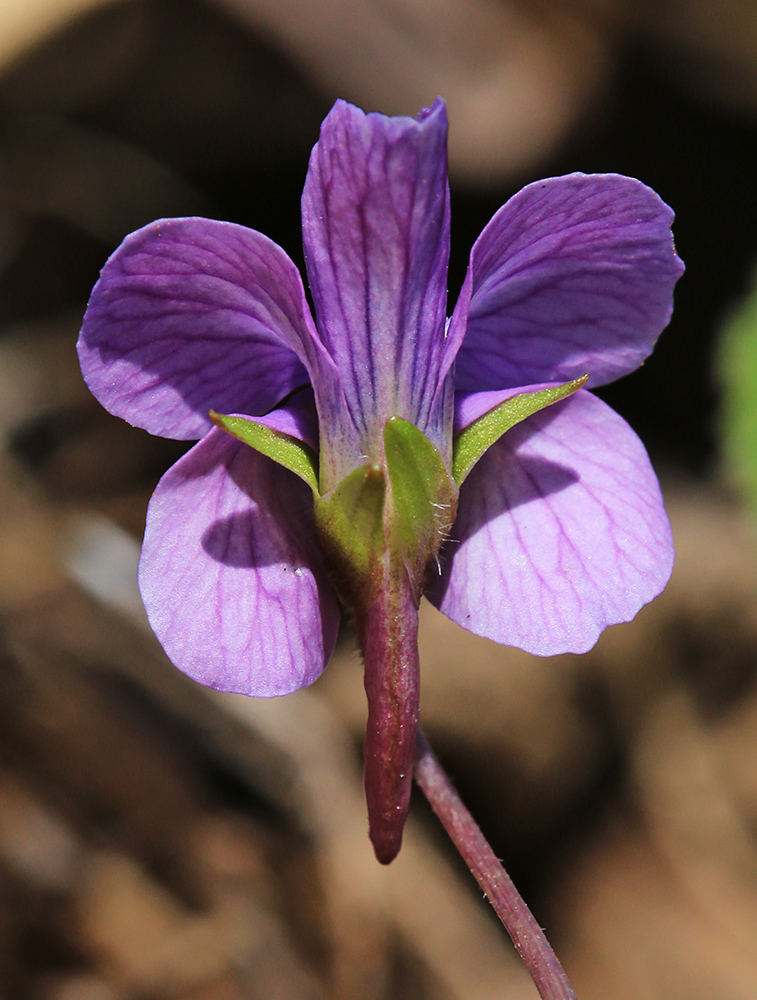 Изображение особи Viola phalacrocarpa.