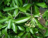 Смотреть изображение род Pyracantha