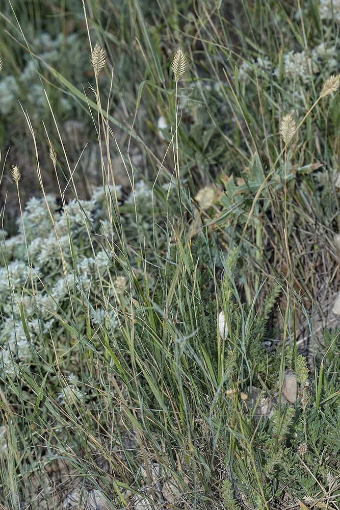 Image of Agropyron pectinatum specimen.