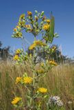 Hieracium robustum