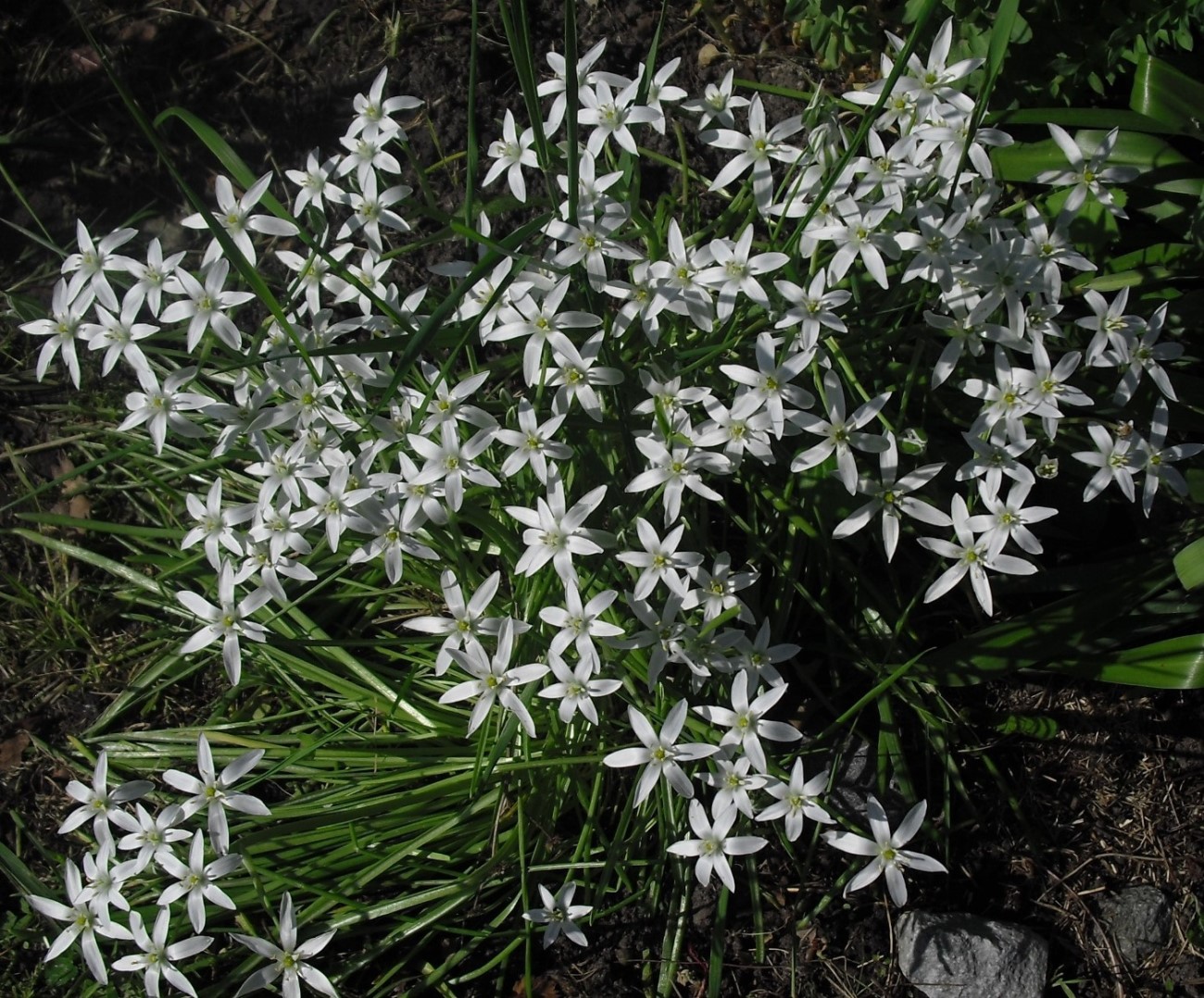 Image of Ornithogalum umbellatum specimen.